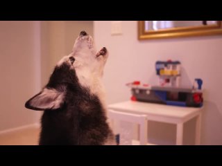 husky sings very cool) jokes, tin, rzhak, boobs, good, 100500, car, porno, comedy, horror, fucked, house 2, impact on eggs, broke, bear minced meat, fear, hard, plow, airborne ment, grass , fight, makhach, homeless, film, cs, ks, kss, vodka, beer, porn, sex, gum, woman, funny, dota